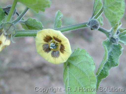 Cape Gooseberry (Physalis) flower 